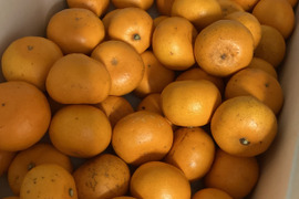 最終せとか小粒　　せとか段々畑育ちすぐ発送7箱まで送料一緒
】せとか1.5kg小粒今食べごろいつもの石野水産ルール同梱もどうぞ！！常温品は送料同じ！クールは４４０円からになるかと。