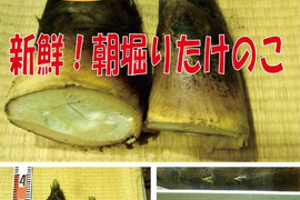 【最短発送】兵庫産朝掘りたけのこ２．０kg