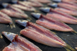 秋冬の旬！霜降りカマスの干物