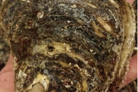 千葉県九十九里産天然岩牡蠣　2キロ入　加熱用