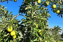 青森県産りんご　王林　贈答用　【3㎏　6～10個入り】