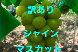 家庭用、訳ありシャインマスカット3㎏（6～7房）