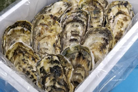殻付き牡蠣　丁寧に育てた旨みの詰まった【北海道根室市温根沼産】カキ＜Lサイズ：25個＞