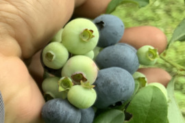 無肥料、農薬不使用　ブルーベリー