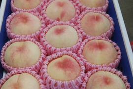 【 2026先行予約 】【 贈答用 】【 朝どれ 】【 樹熟🍑 】11玉〜12玉　4㌔箱