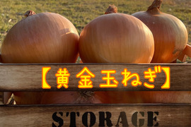 【肉厚ジューシー！】黄金玉ねぎ「あま〜くて」美味しい淡路島玉ねぎ　10kg