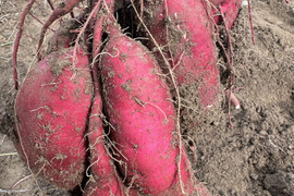 【農薬・除草剤不使用】淡路島産さつまいも🍠2kg 自然の甘さでおいしく健康習慣！食物繊維たっぷり、美容と毎日の元気を応援！