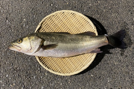 【江田島産】スズキ 1.5kg前後