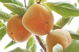秋穫祭！500円引き！秋の味覚　和歌山のたねなし柿　訳あり(家庭用)M〜2L 約5kg