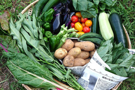 【群馬県高崎産】季節の野菜SSセット（5～6品）『農薬及び化学肥料不使用』