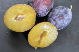 9月発送！[食べる健康]りんご農家が育てた旬のプルーン　ベイラー