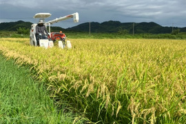 残りわずか★令和7年新米★ 徳島県産　コシヒカリ　30キロ　玄米