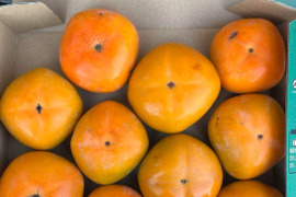 🍁秋の味覚お試しセット　
和歌山橋本の柿ご家庭用1.5-2kg入り