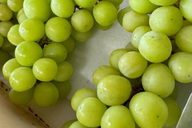 山梨県産高級フルーツ シャインマスカット 1kg