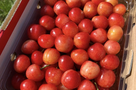 ★大人気★【佐藤錦】さくらんぼ 山形県東根産 500g M.L.2L混合 ご家庭用訳あり