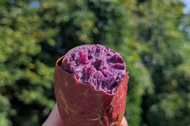 しっとり、フルーティー  ふくむらさき ご家庭用  2kg