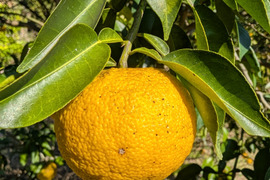 採れたて！まる美農園の柚子（1kg）【栽培期間中農薬不使用、ワックス防腐剤不使用】