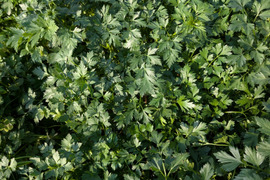 イタリアンパセリ100g×2パック、モヒートミント100g×2パック