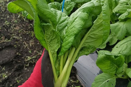 鮮度バツグン 旬の野菜セット80サイズ　６～８品種