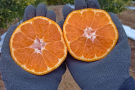 静岡県産　片山　みかん　5kg　程よい酸味