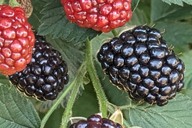 【史上最も激安】 ブラックベリーの通販｜ベリー｜食べチョク｜産地直送(産直)お 果物