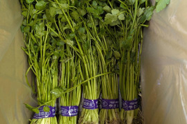 【クール便】歯応え抜群の根っこ！シャキシャキ食感！『茨城県産せり』120g×10束