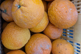 まる美の完熟紅甘夏5kg【ご家庭用】
