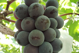 岡山県産藤稔(粒)500g×2p(パック)