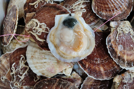 活ホタテ２年貝　生食用８ｋｇ(65～80枚)