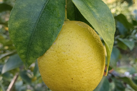 防腐剤、ワックス不使用　小玉レモン　良品２kg(約23個入）
