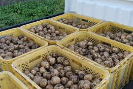 ジャガイモ　信州産キタアカリ10