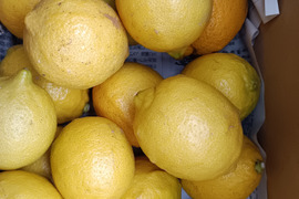 激安広島県産レモン🍋防腐剤不使用　皮ごと使える 訳あり品  10ｋｇ