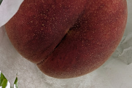 【お届けは９月下旬頃】さくら(おうち用)「食感サクサクさくら♪」２ｋｇ