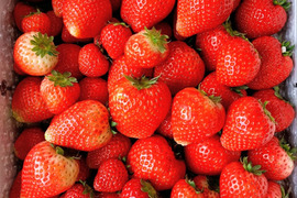 栃木県産とちあいか！たっぷり約2kg！規格外のため格安！甘くて酸味が少ない品種です！