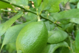 防腐剤、ワックス不使用　皮ごと使用  広島県産綺麗なレモン良品　２ｋｇ(約20個入）