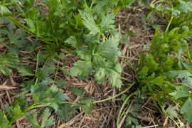 スープセロリ フレッシュ 100g