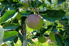 【先行予約】今年もきました！「夏あかり 約3㎏」夏の人気品種。長野県生まれ。小さな可愛いりんごですが味は良いですよ！夏りんごの魅力お届けします。到着後保存は冷蔵庫でお願いします。