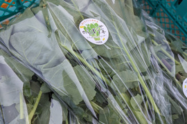 【今が旬！　春を告げる野菜】ええ？大飢饉を救った？　のらぼう菜 800g from 名水の里　神奈川県秦野市