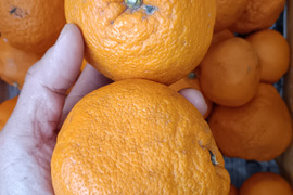 広島産柑橘はるみ　訳あり品　プチプチ弾ける食感　5kg　おまけ付き