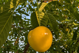 山形県産、お家用さくらんぼ「月山錦」【黄色い見た目の貴重なさくらんぼ】