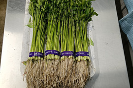 独特な爽やかな香り
🌿南三陸せり🌿
２kg（200ｇ✕10束入り）