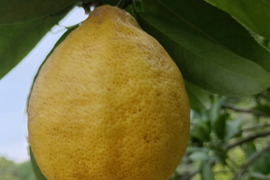 防腐剤、ワックス不使用　皮ごと使用  広島県産綺麗な種無しレモン 璃の香 　今期ラスト一箱   ２kg(約13個入）