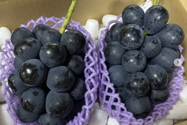 【夏ギフト】【先行予約受付中】旬の高級ぶどう/種無し巨峰　2房