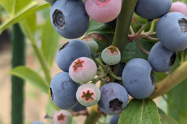 【農薬*除草剤は使わず育てました】冷凍完熟ブルーベリー 1kg