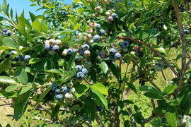とれたて冷凍！ニキブルーベリー500g×2p