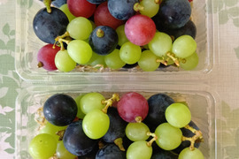 ブラックビートの通販｜ぶどう｜食べチョク｜産地直送(産直)お取り寄せ