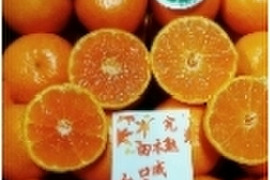【冬本番】味濃いプロ選別！和歌山有田みかん 完熟田口早生（12月発送）