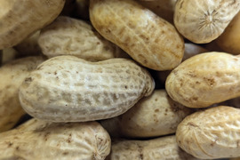 9月発【予約増量♫】落花生　“おおまさり” 1000g→1100g from 名水の里　秦野