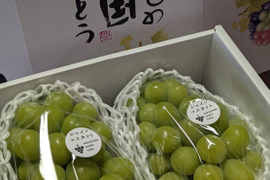 夏ギフト　エメラルドグリーンの輝き！矢掛町産シャインマスカット2房箱