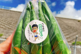 【終了】〈沖縄県産〉4㎏ シャキッ！とさわやかな食感の後にとろける丸オクラ